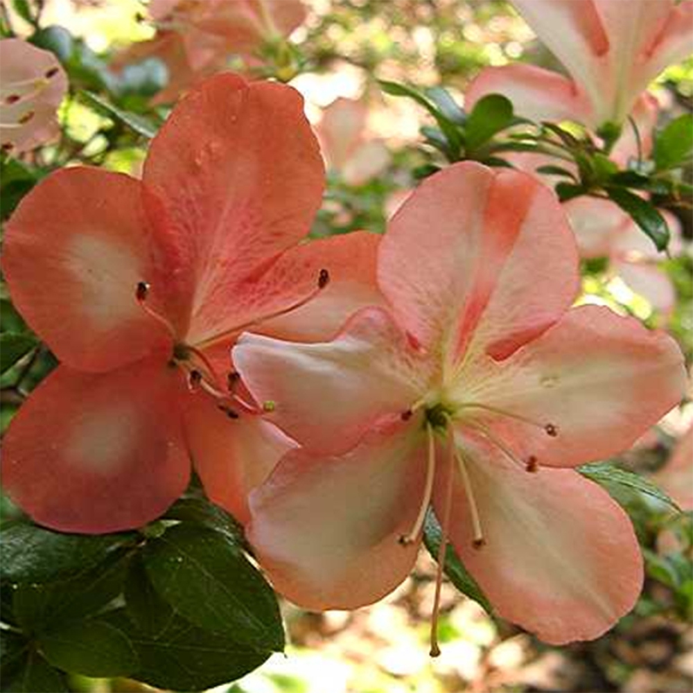 Vonkajší bonsai - Japonská azalka -  Azalea Yama-no-Hikari