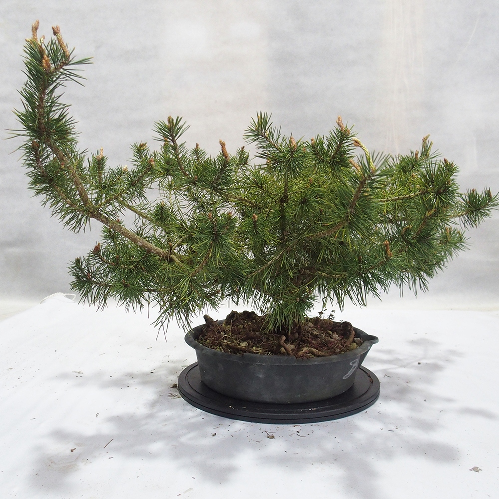 Yamadori - Pinus sylvestris 