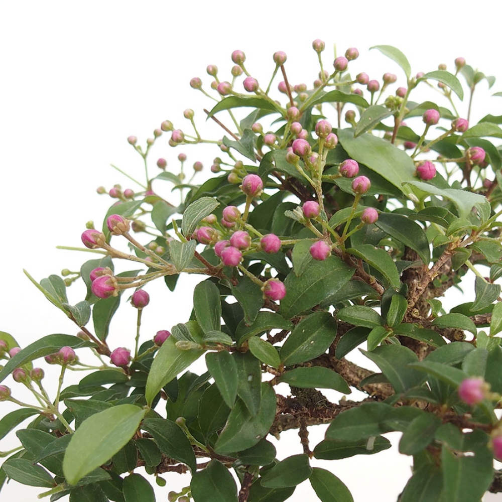 Izba bonsai – barbadoská čerešňa (Malpighia glabra) 