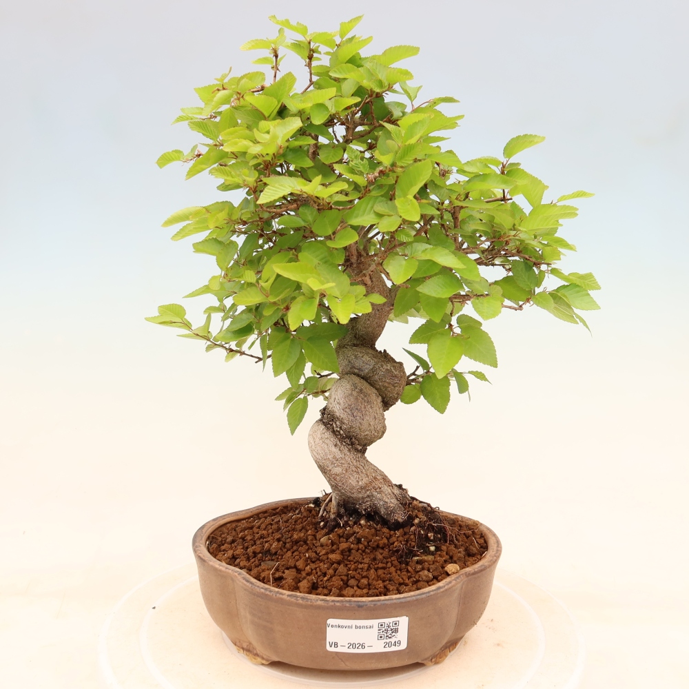 Vonkajší bonsaj -Carpinus coreana - Hrab kórejský