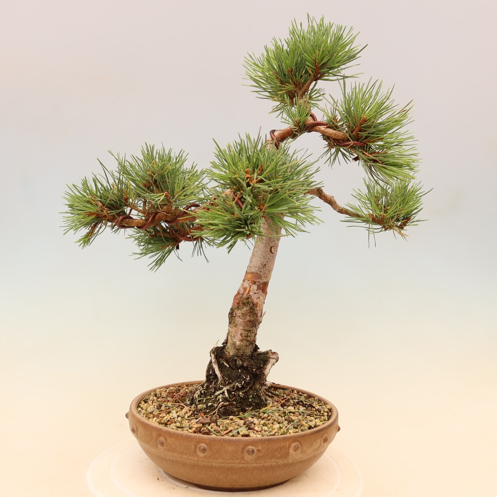 Vonkajšie bonsaje – Pinus Sylvestris Watererri – borovica lesná