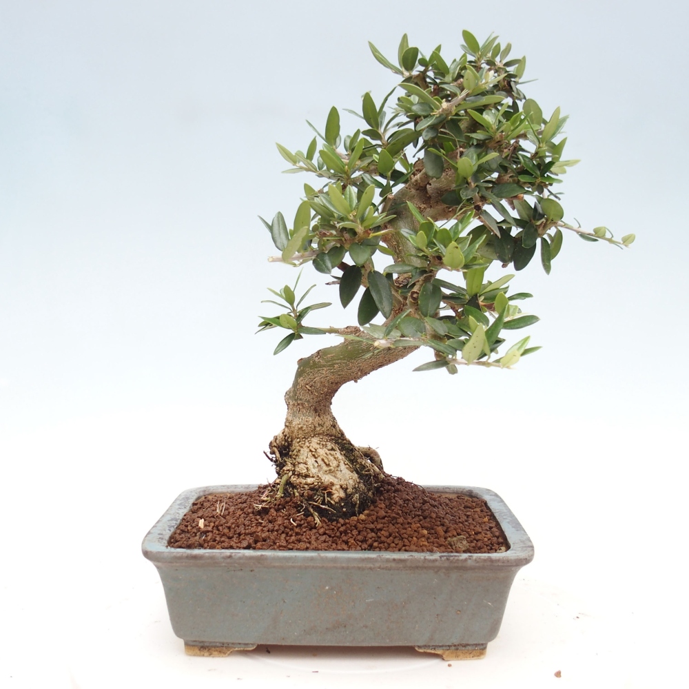 Izbová bonsai - Olea europaea sylvestris -Oliva evropská drobnolistá