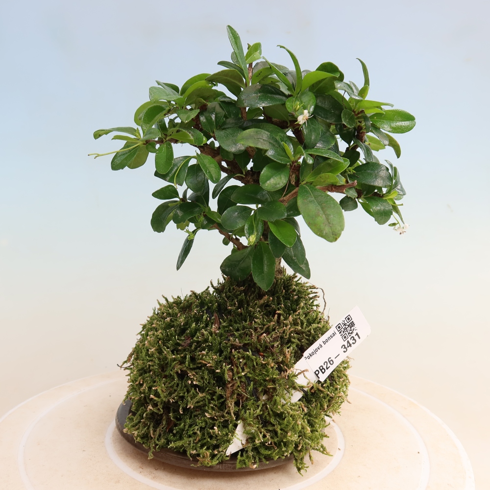 Kokedama s miskou – Carmona macrophylla – Čaj fuki