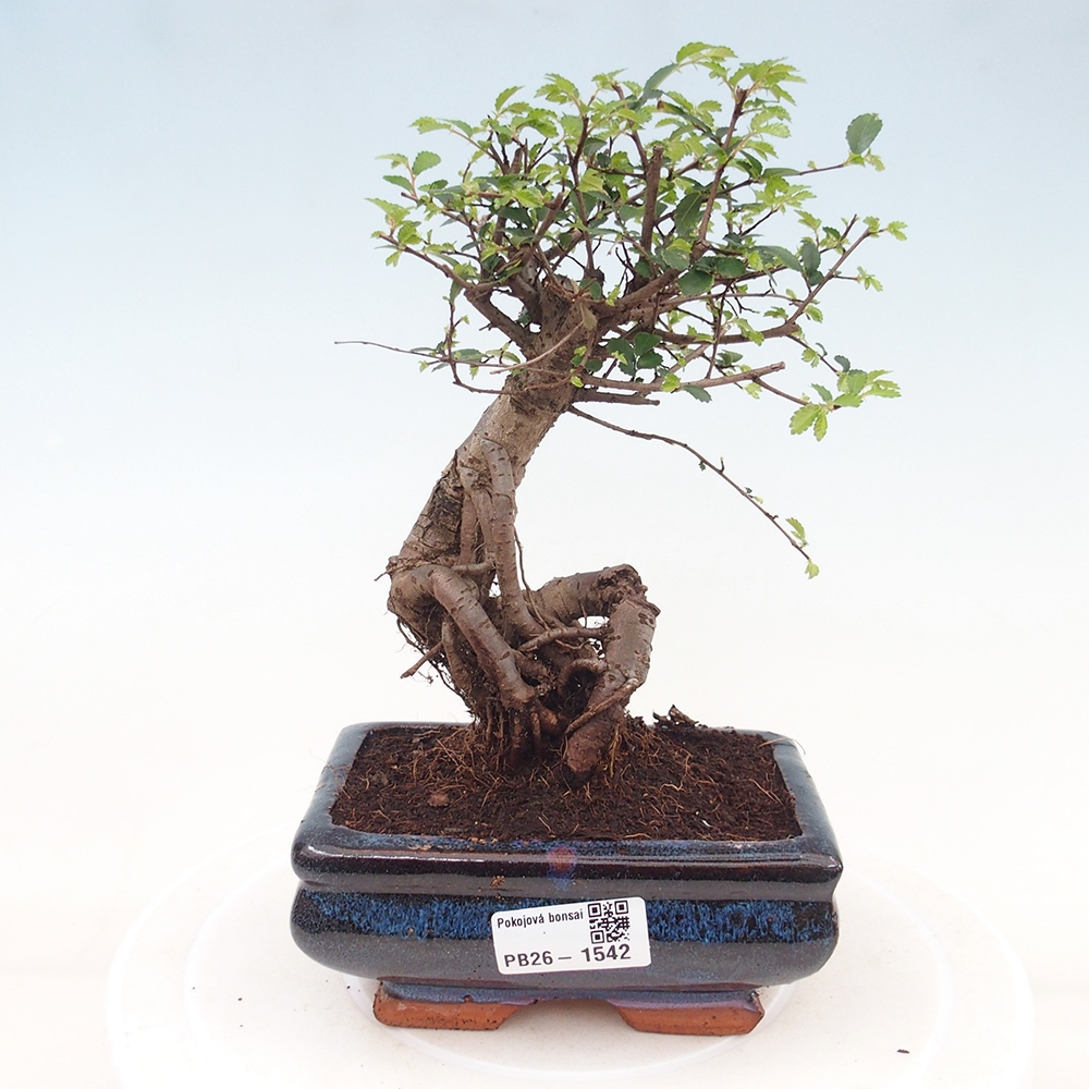 Izbový bonsaj - Ulmus parvifolia - brest malolistý