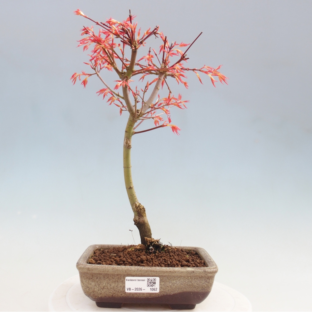 Javor poľný - Acer palmatum Beni Tsukasa