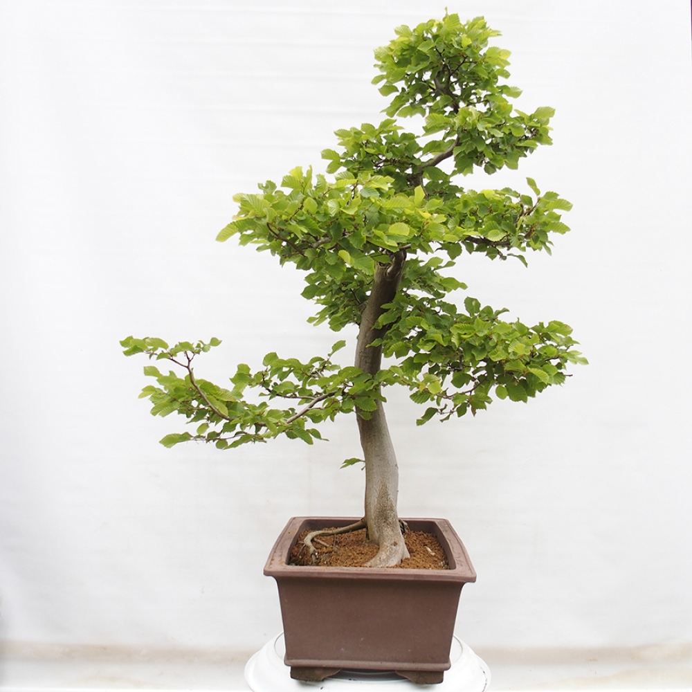 Vonkajší bonsai - Hrab obyčajný - Carpinus betulus