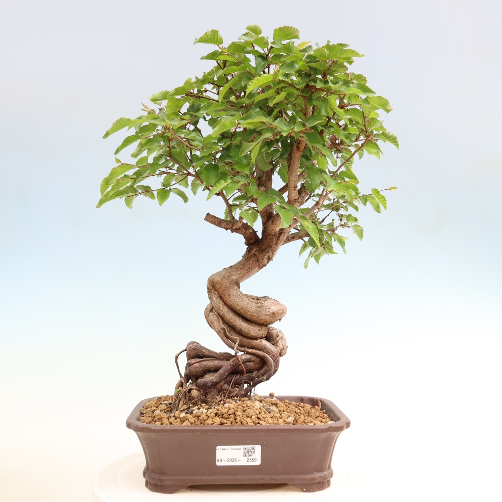 Vonkajší bonsaj -Carpinus coreana - Hrab kórejský