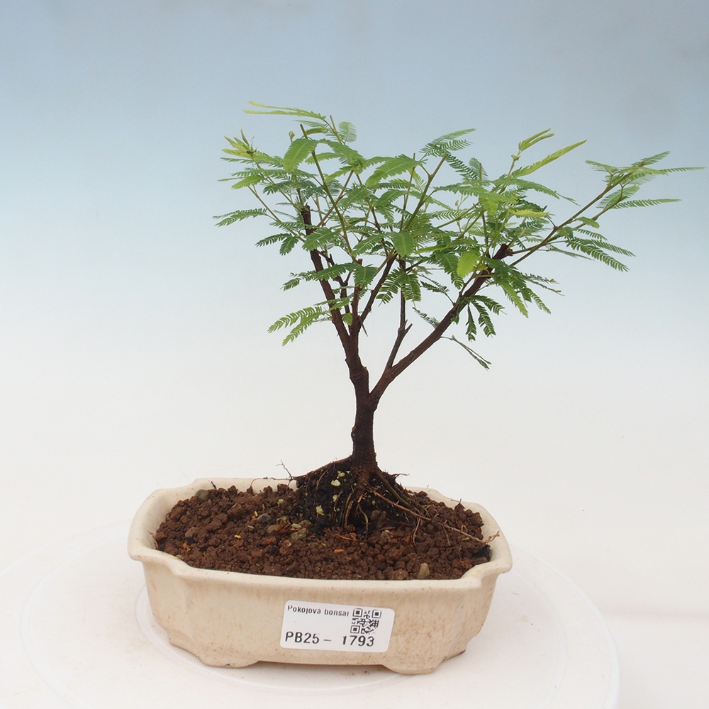 Izbová bonsai-Calliandra surinamensis Dixie Pink-Kaliandra Suriámska