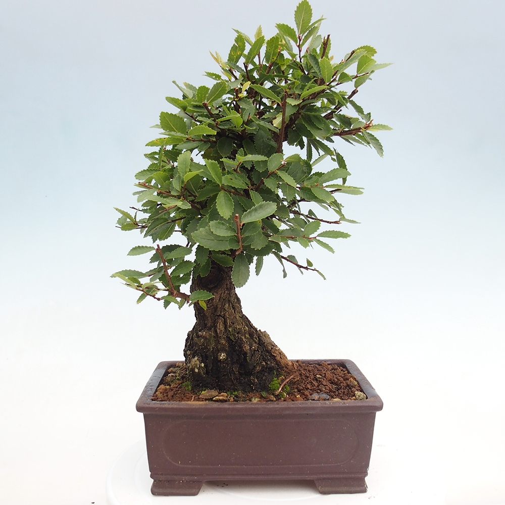 Vonkajšie bonsai - Zelkova - Zelkova serrata