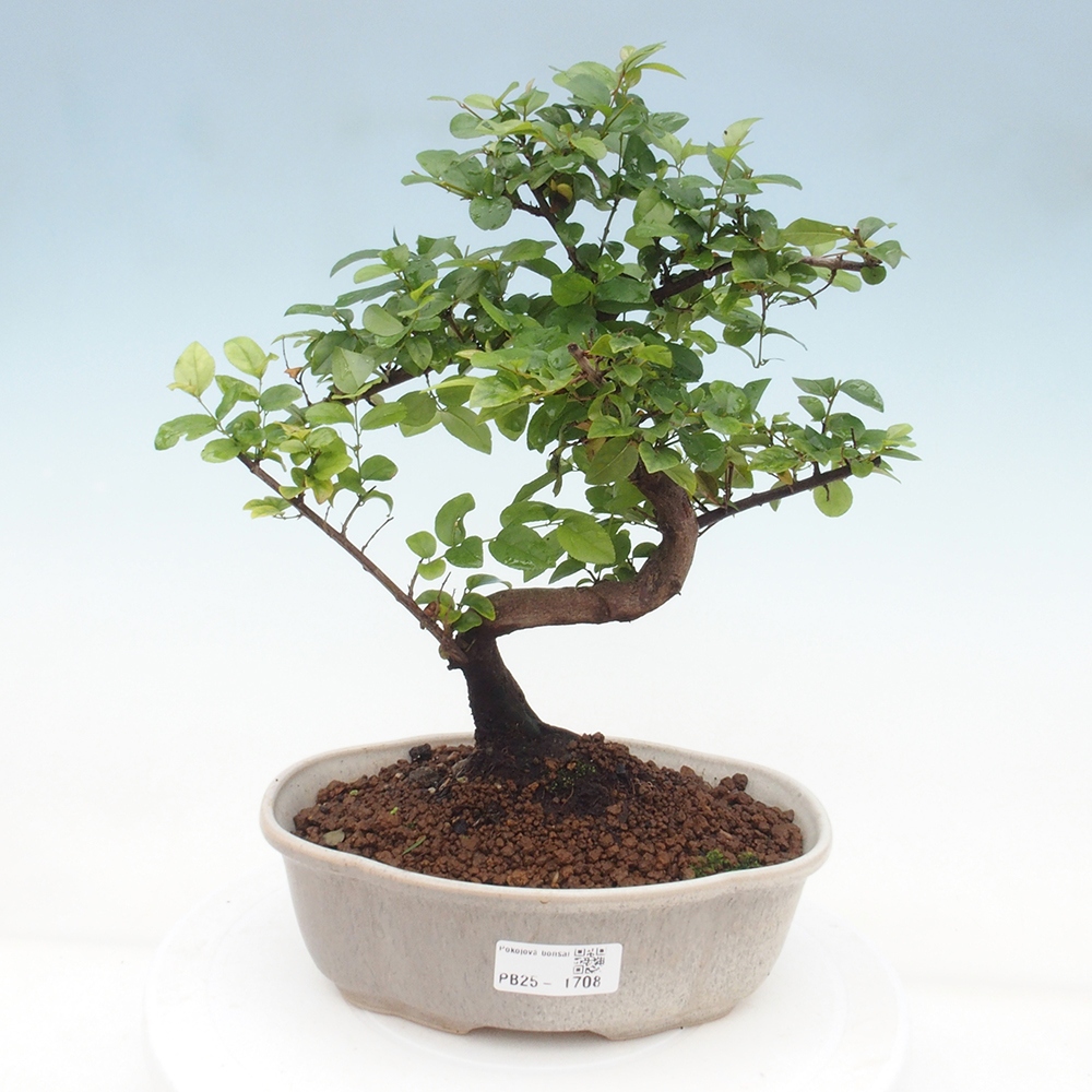Izbová bonsai - Sagerécia thea - Sagerécia thea