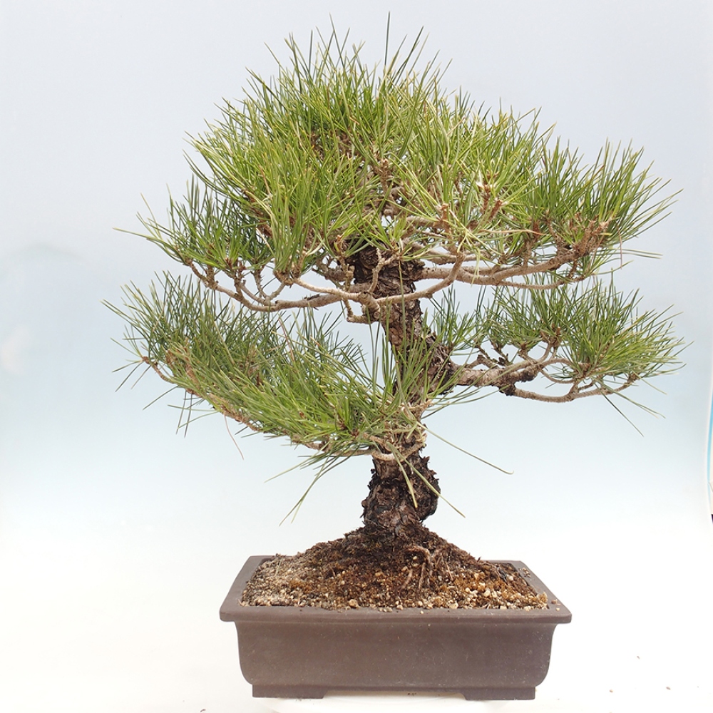 Vonkajšie bonsaje - Pinus thunbergii - borovica Thunbergova