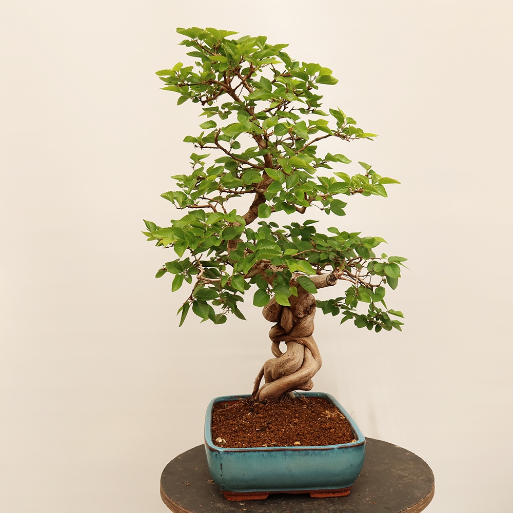 Vonkajší bonsai -Carpinus Coreana - Hrab kórejský