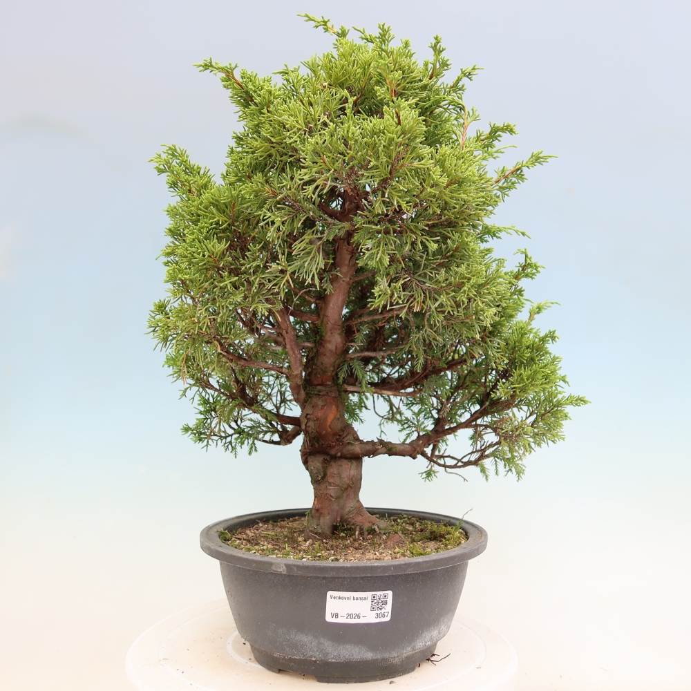 Vonkajší bonsai – Juniperus chinensis Itoigawa – čínsky jalovec