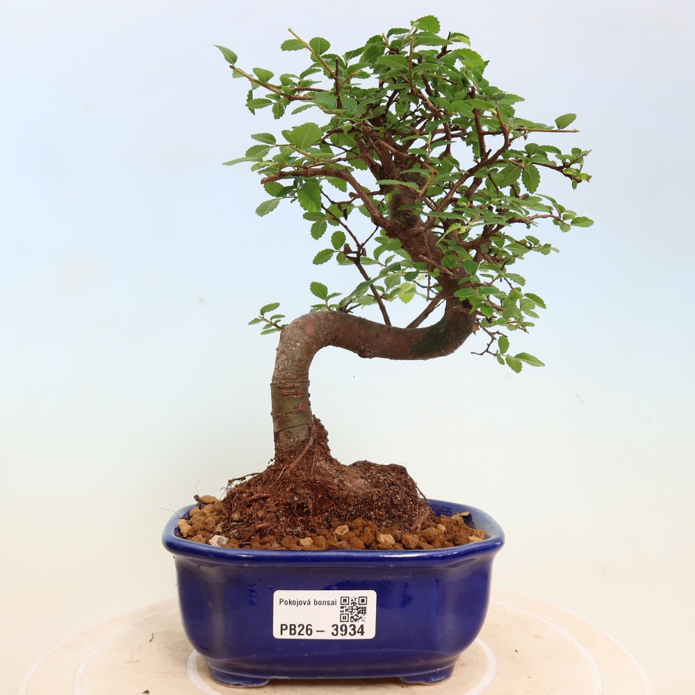 Izbový bonsaj - Ulmus parvifolia - brest malolistý