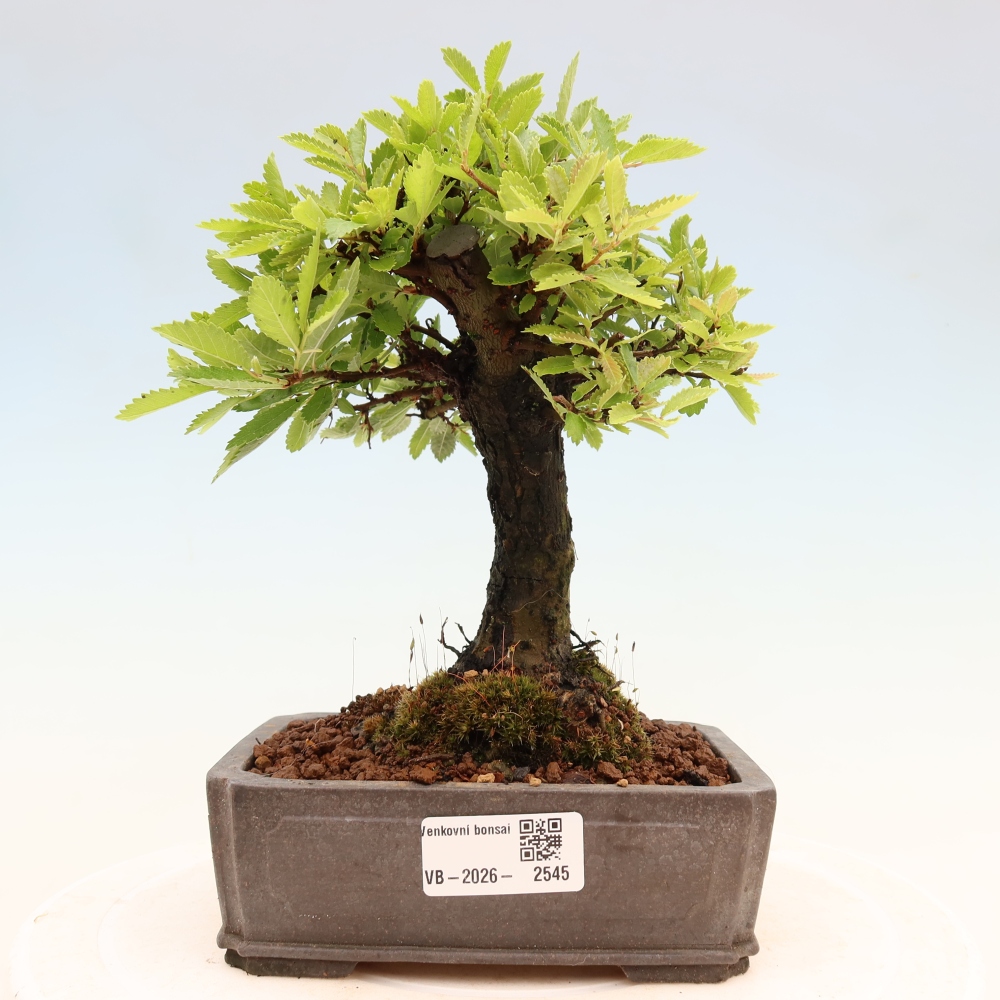 Vonkajšie bonsaje - Zelkova - Zelkova NIRE