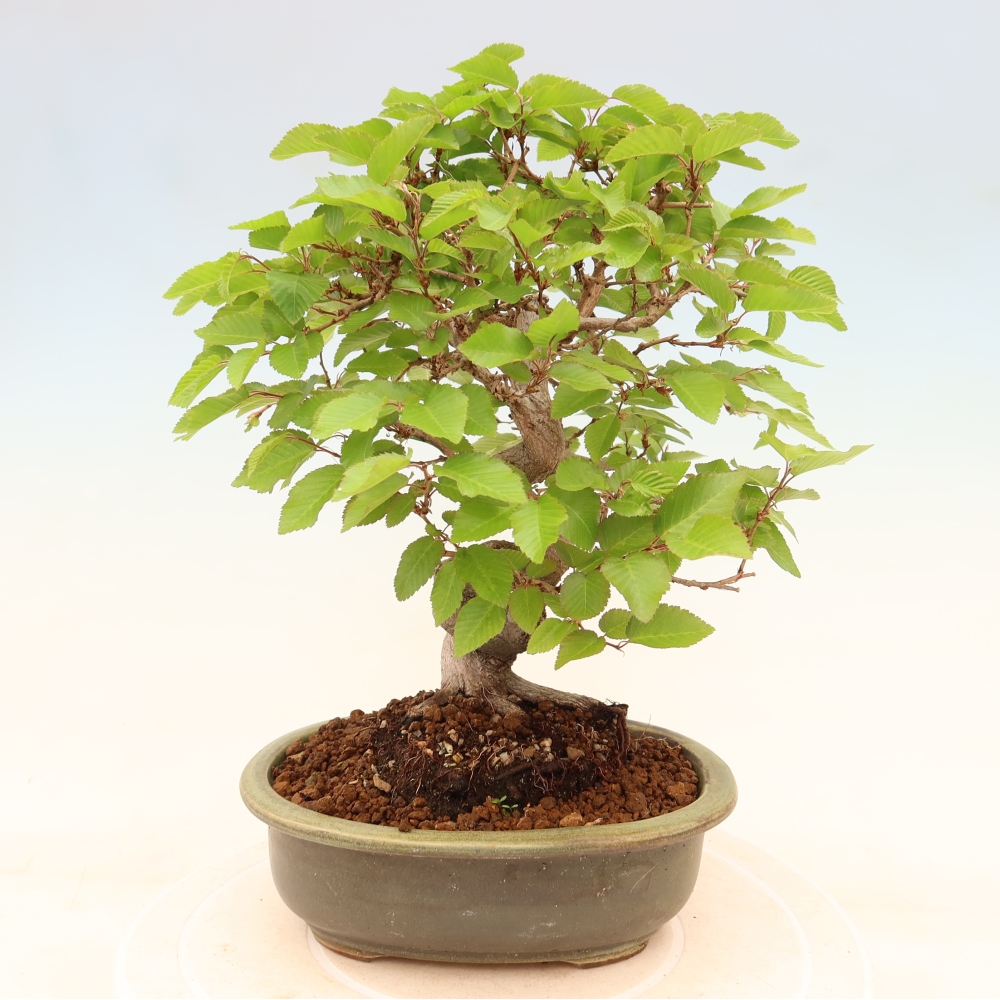 Vonkajší bonsaj -Carpinus coreana - Hrab kórejský