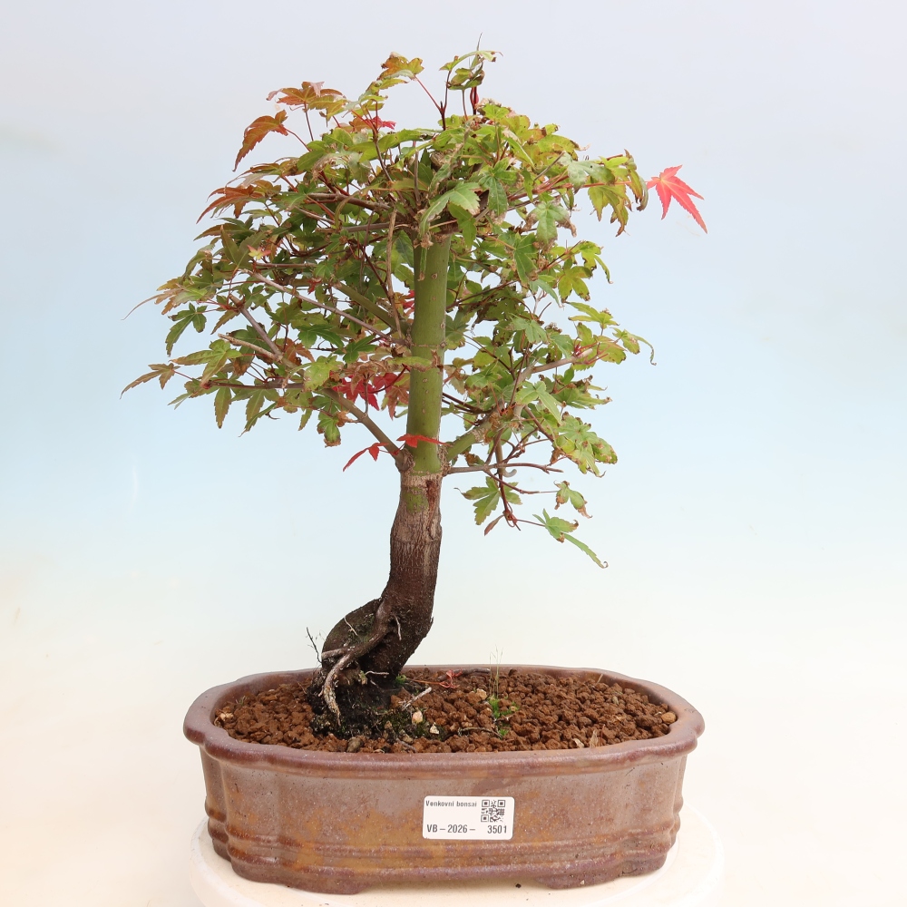 Vonkajší bonsaj - Acer palmatum DESHOJO