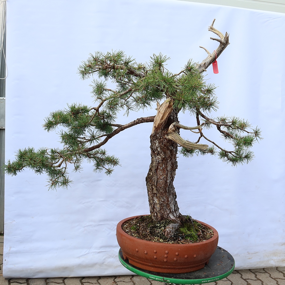 Pinus sylvestris Španielsko – borovica lesná