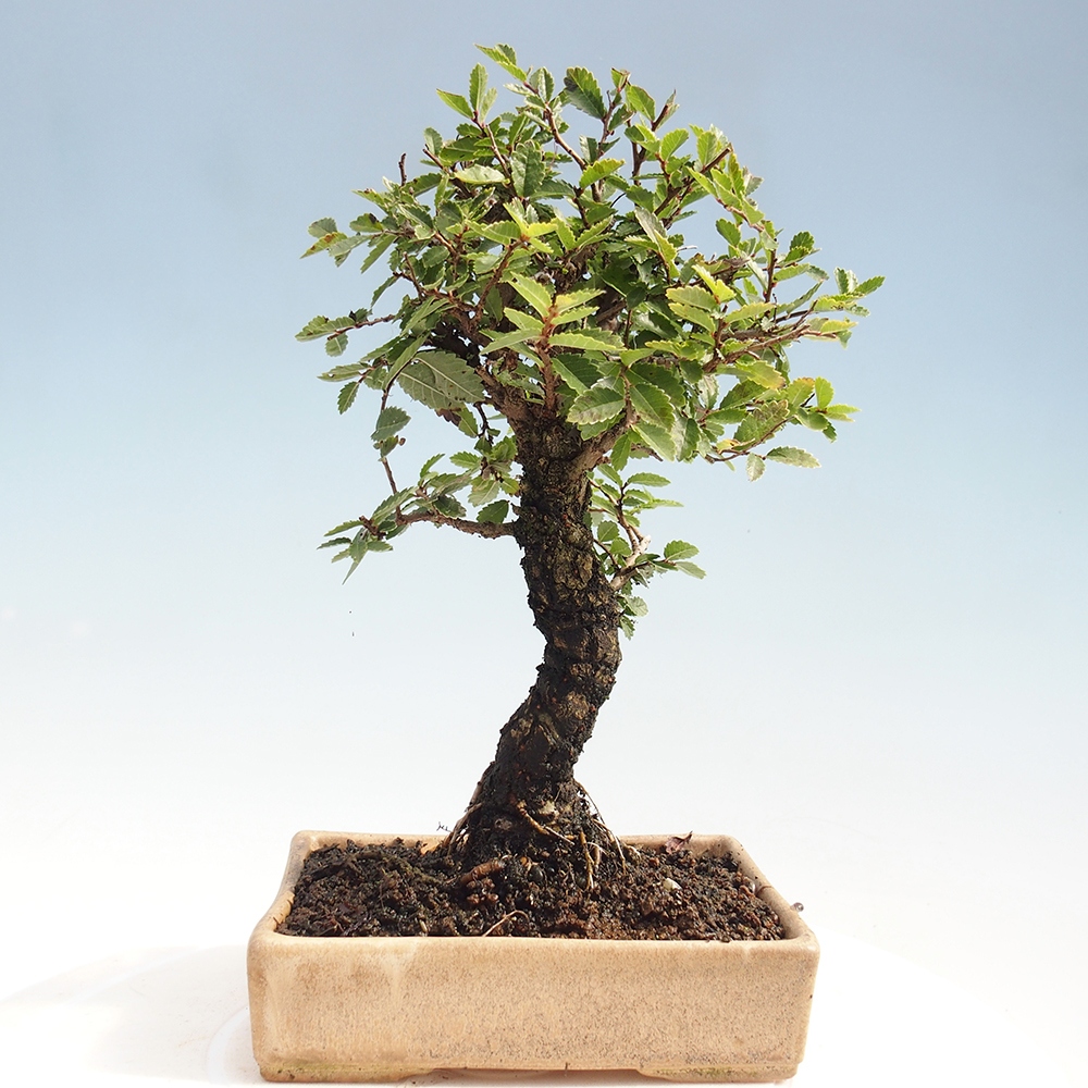 Vonkajšie bonsai - Zelkova - Zelkova Nirom