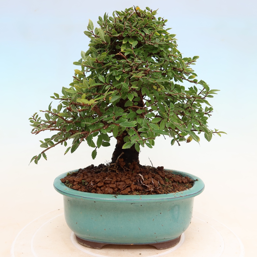 Vonkajšie bonsaje - Zelkova - Zelkova NIRE