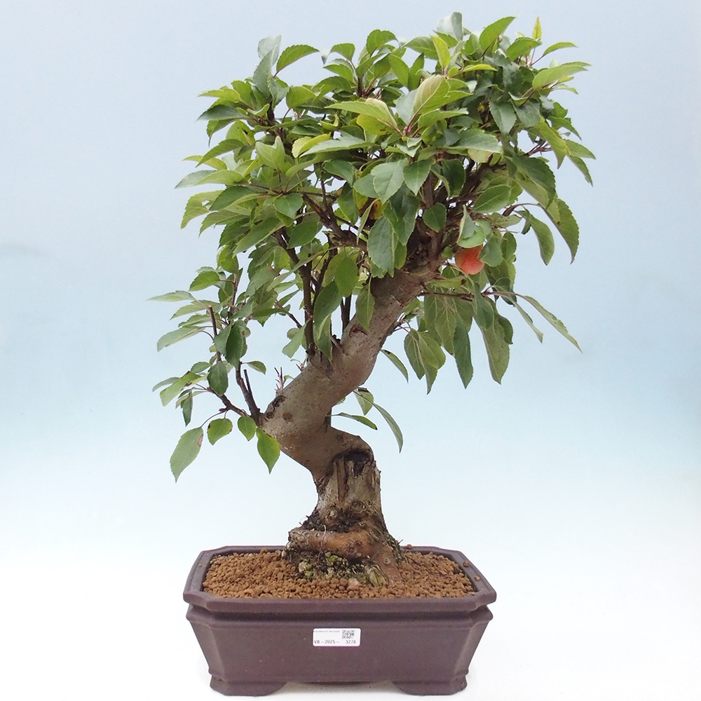 Vonkajší bonsai -Malus halliana - Maloplodá jabloň