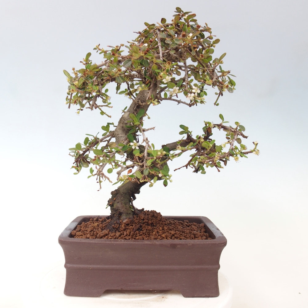 Vonkajší bonsaj-Cotoneaster dammeri - Damerova skala
