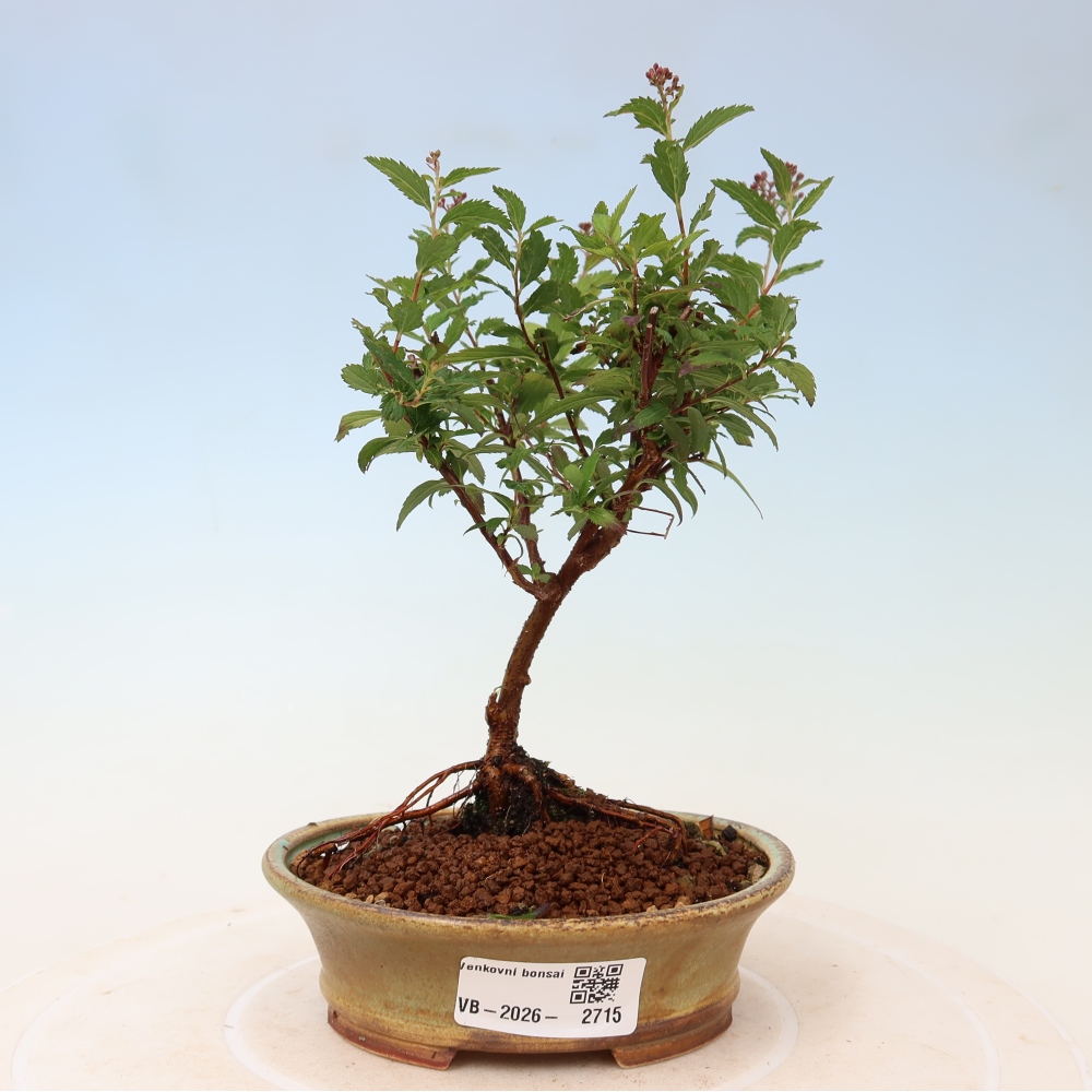 Vonkajší bonsai – spirea japonská – Spirea japonica Anthony Waterer