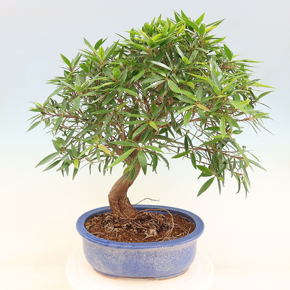 Izbové bonsaje - Ficus nerifolia - fíkus drobnolistý