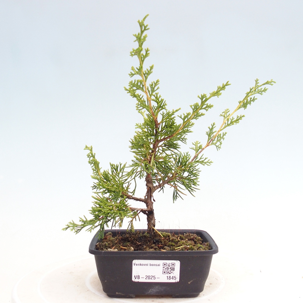 Vonkajší bonsai - Juniperus chinensis Itoigawa -Jalovec čínsky