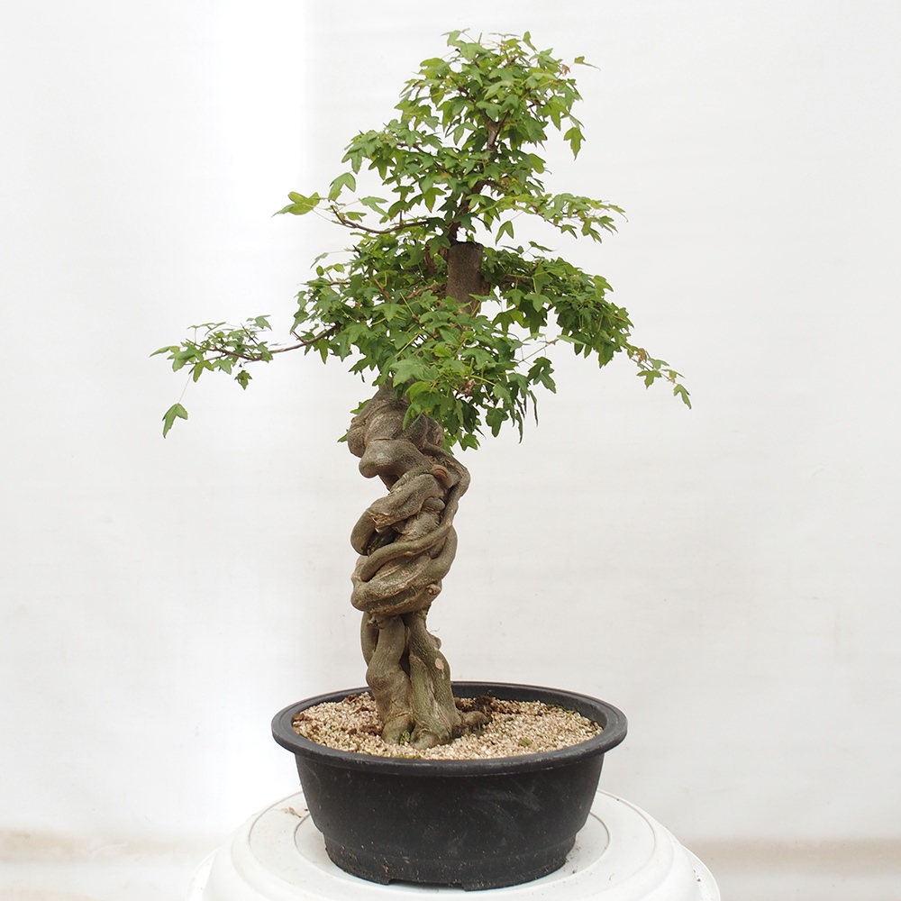 Vonkajšie bonsai - Javor Buergerianum - Javor Burgerův