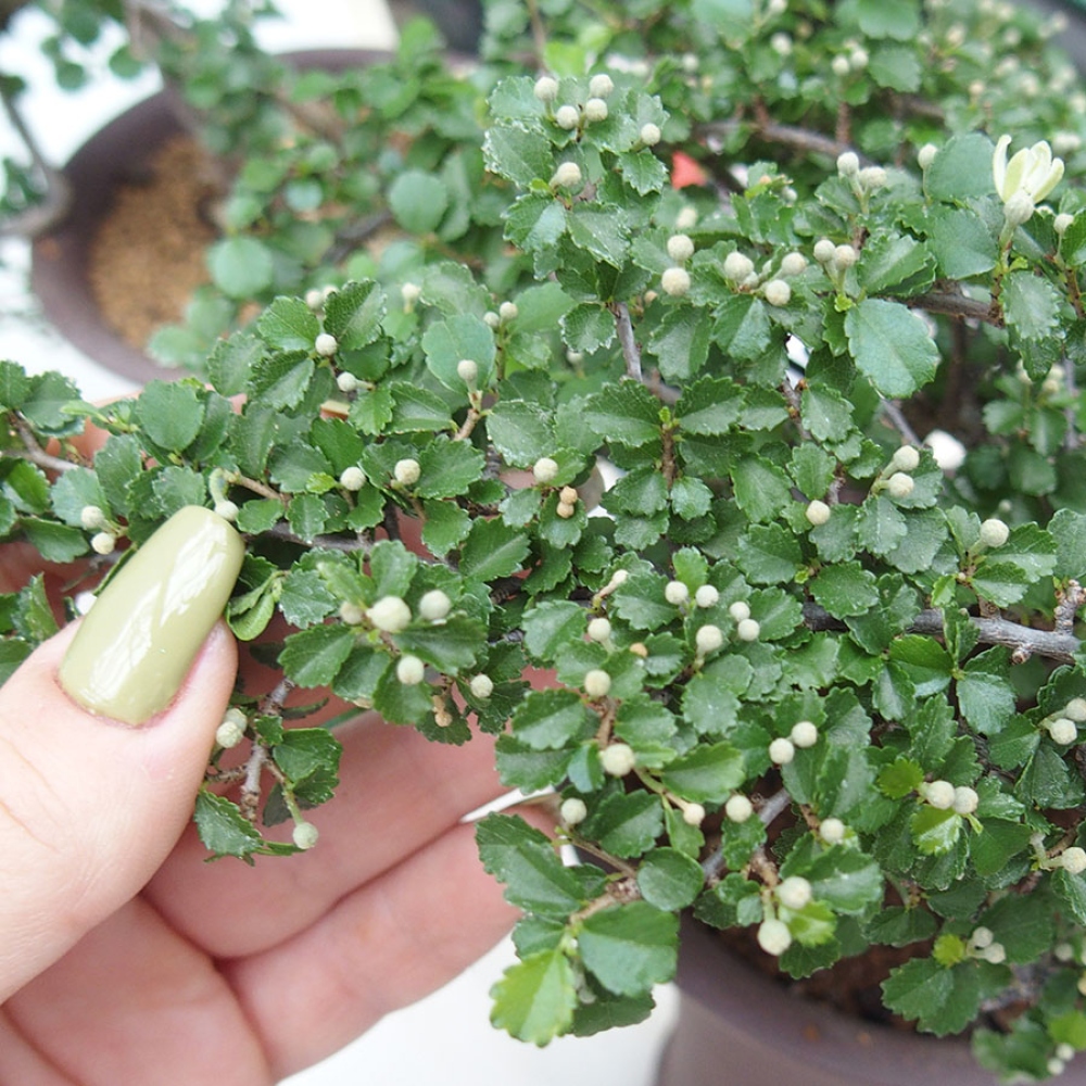 Izbová bonsai - Grewia sp. - Grewie malolistá