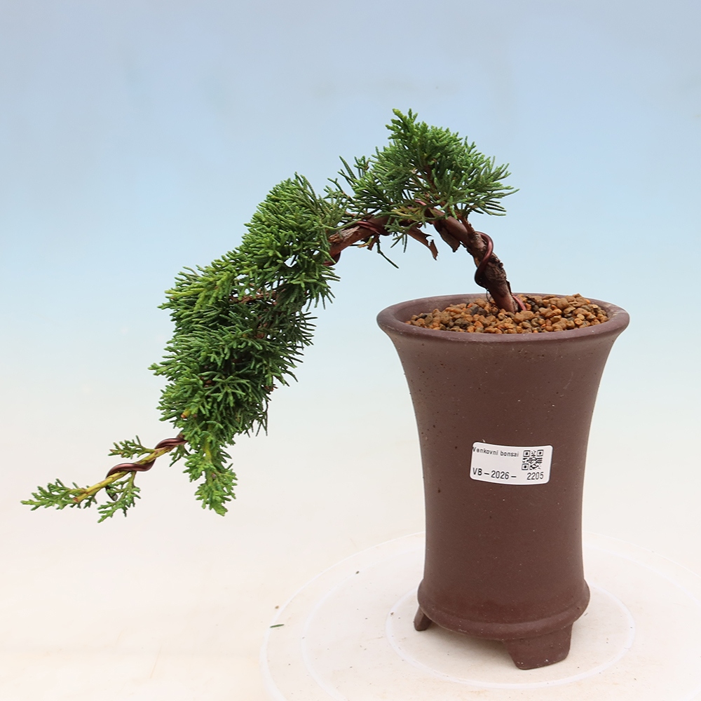 Vonkajší bonsaj - Juniperus chinensis Kishu