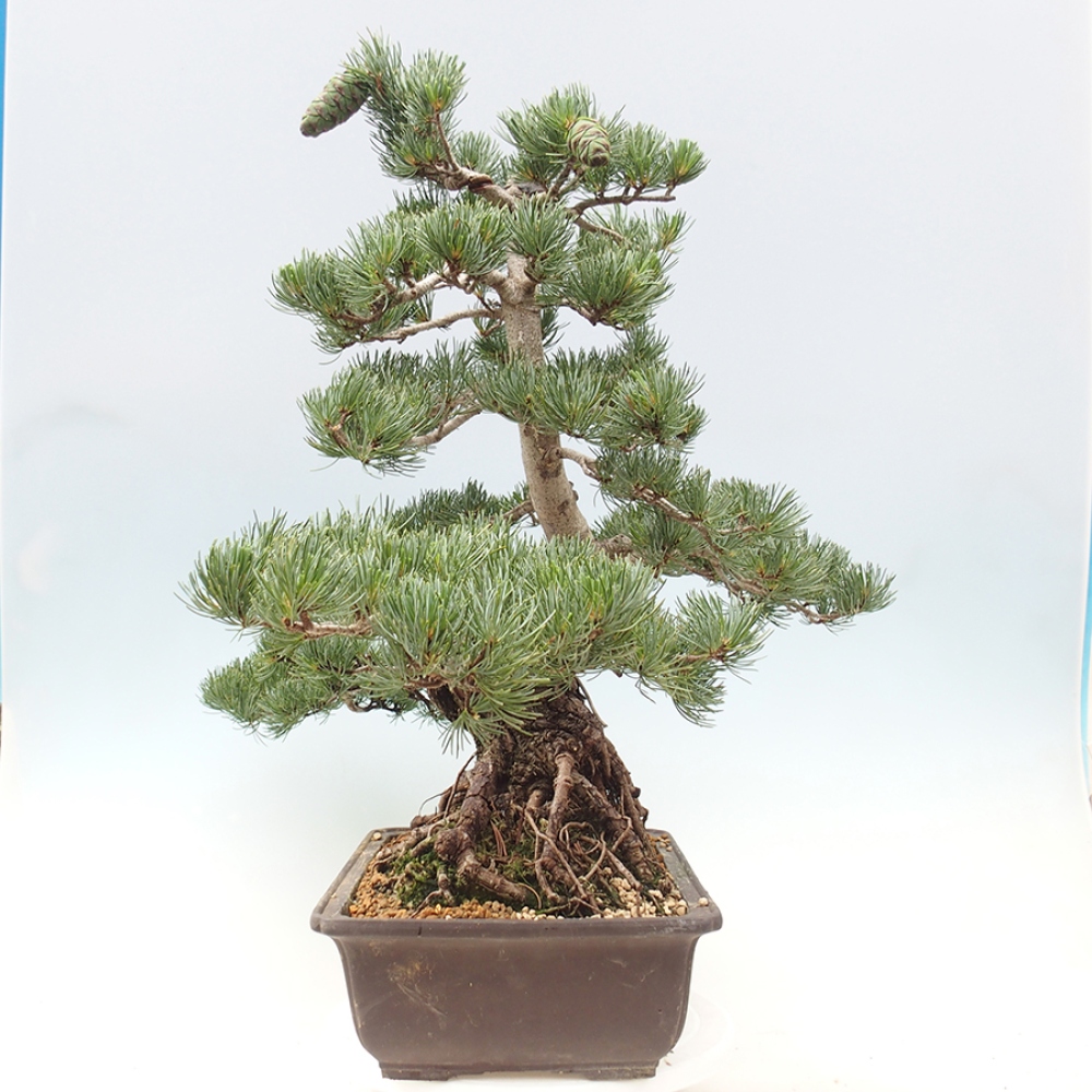Vonkajšie bonsaje - Pinus parviflora - Pinus parviflora