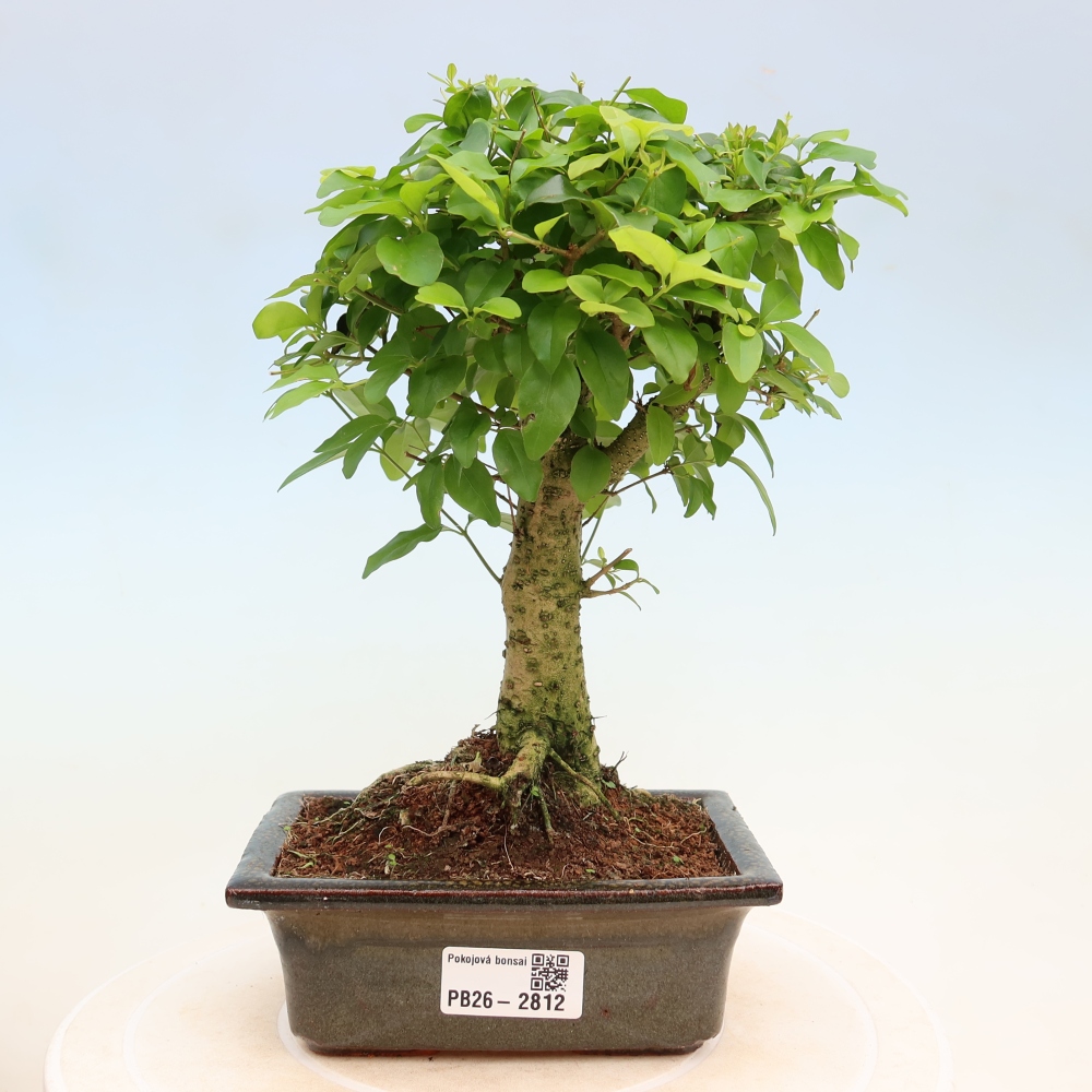 Izbový bonsaj -Ligustrum chinensis - Vtáčí zobák
