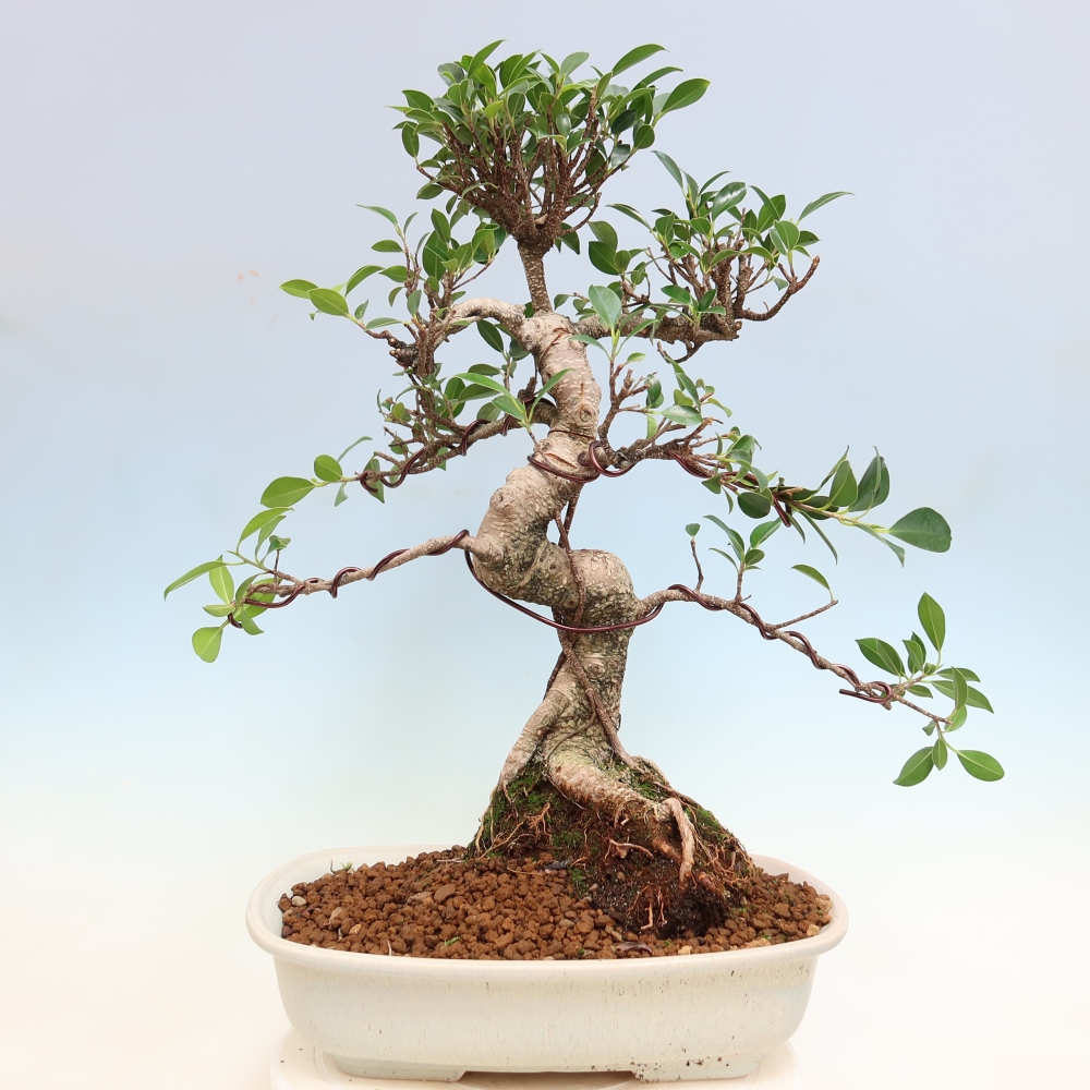 Izbové bonsaje - Ficus kimmen - drobnolistý fikus