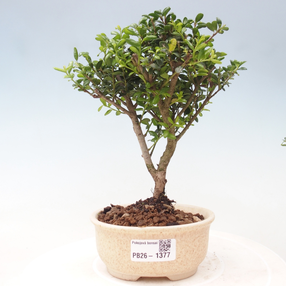 Izbový bonsaj - Ilex crenata - Cesmína