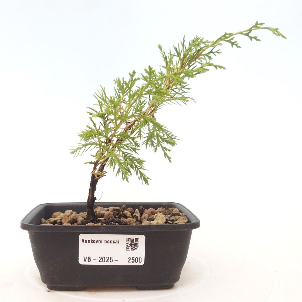 Vonkajší bonsai - Juniperus chinensis Itoigawa -Jalovec čínsky