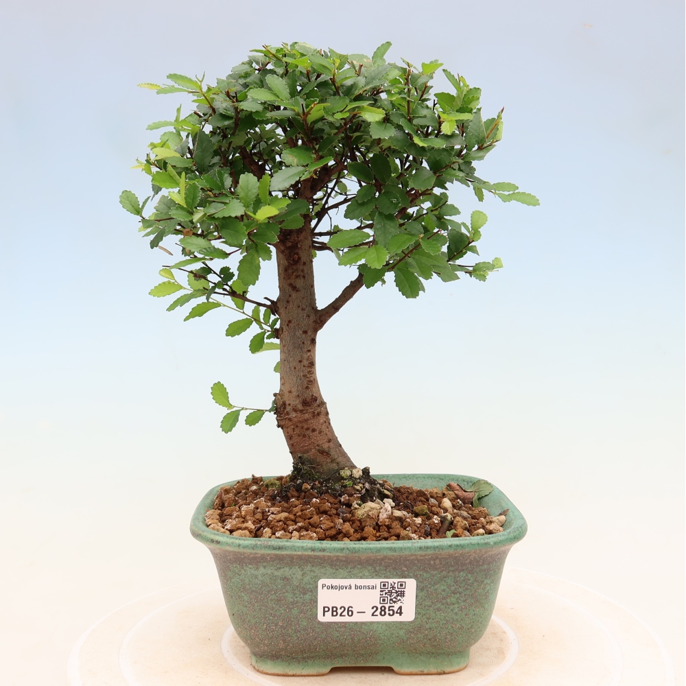 Izbový bonsaj - Ulmus parvifolia - brest malolistý