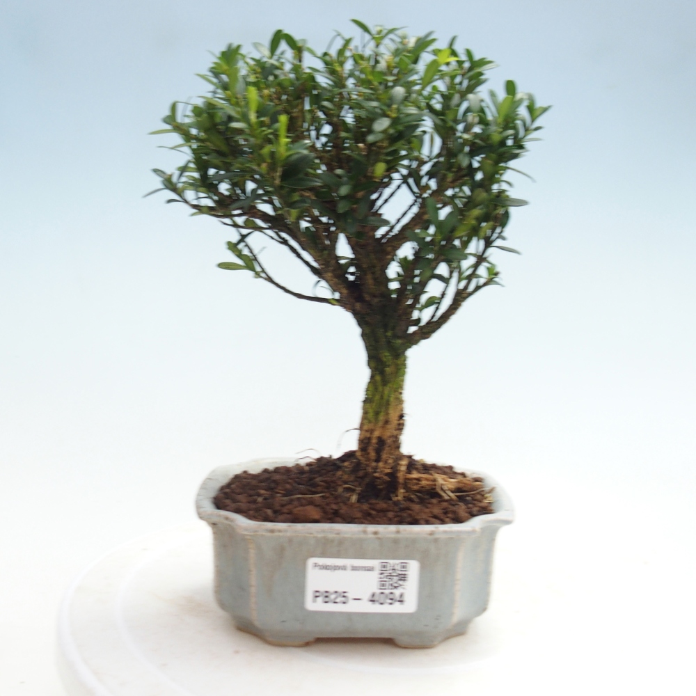 Izbové bonsaje - Buxus harlandii - korkový buxus