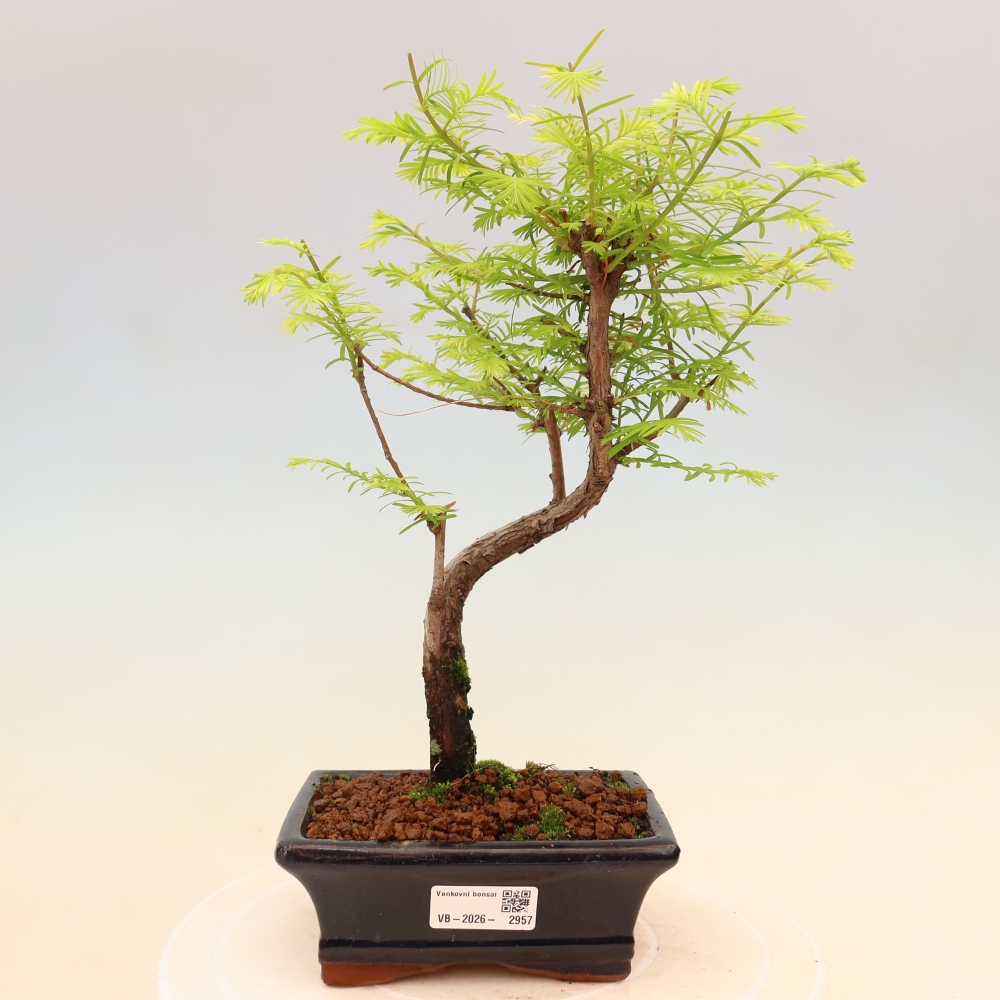 Vonkajšie bonsaje - Metasequoia glyptostroboides - čínska metasekvoja