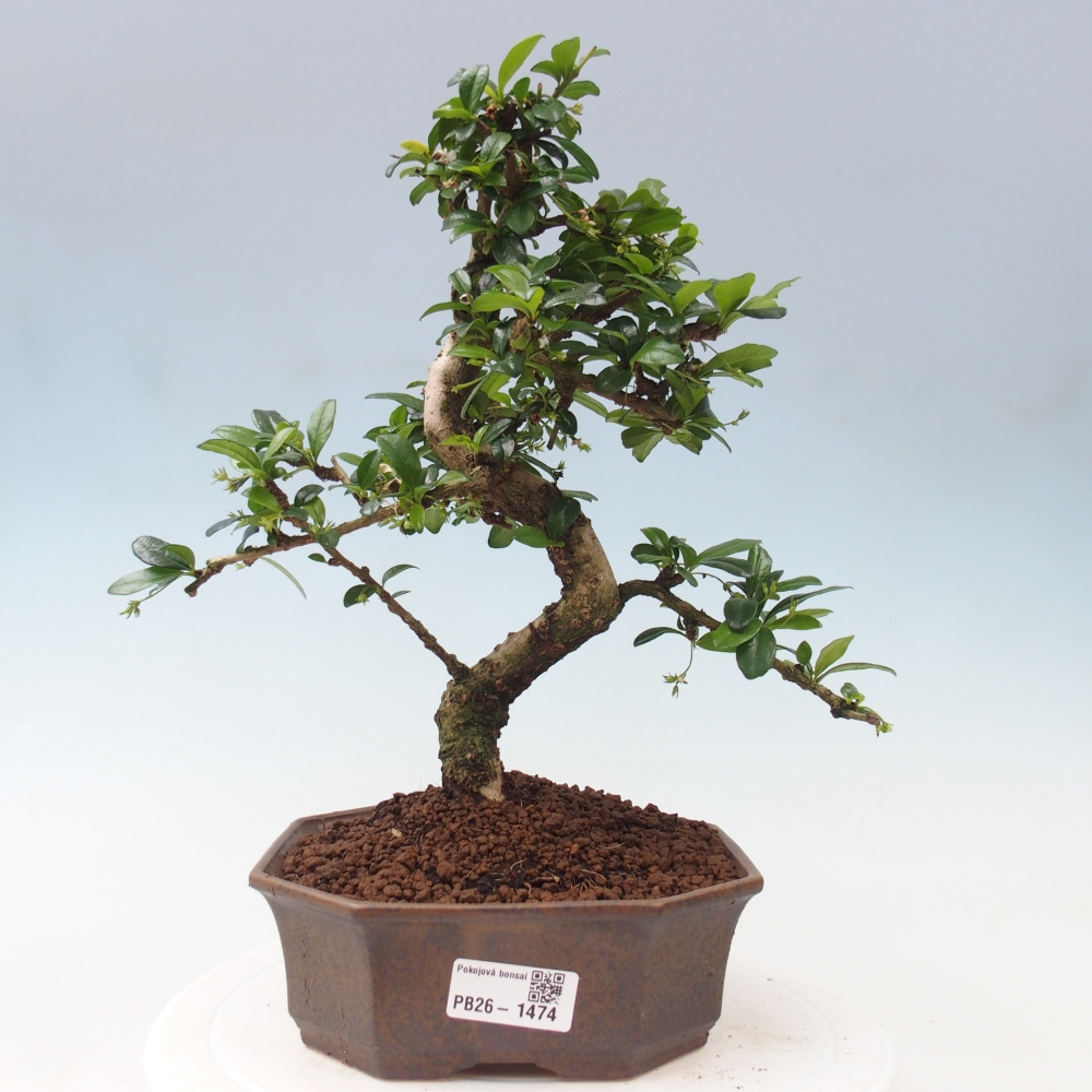 Izbové bonsaje - Carmona macrophylla - Tea fuki