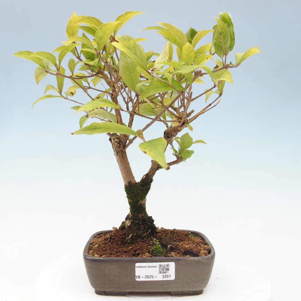 Vonkajšia bonsai - krásnoplodka - Callicarpa jap. Leucocarpa