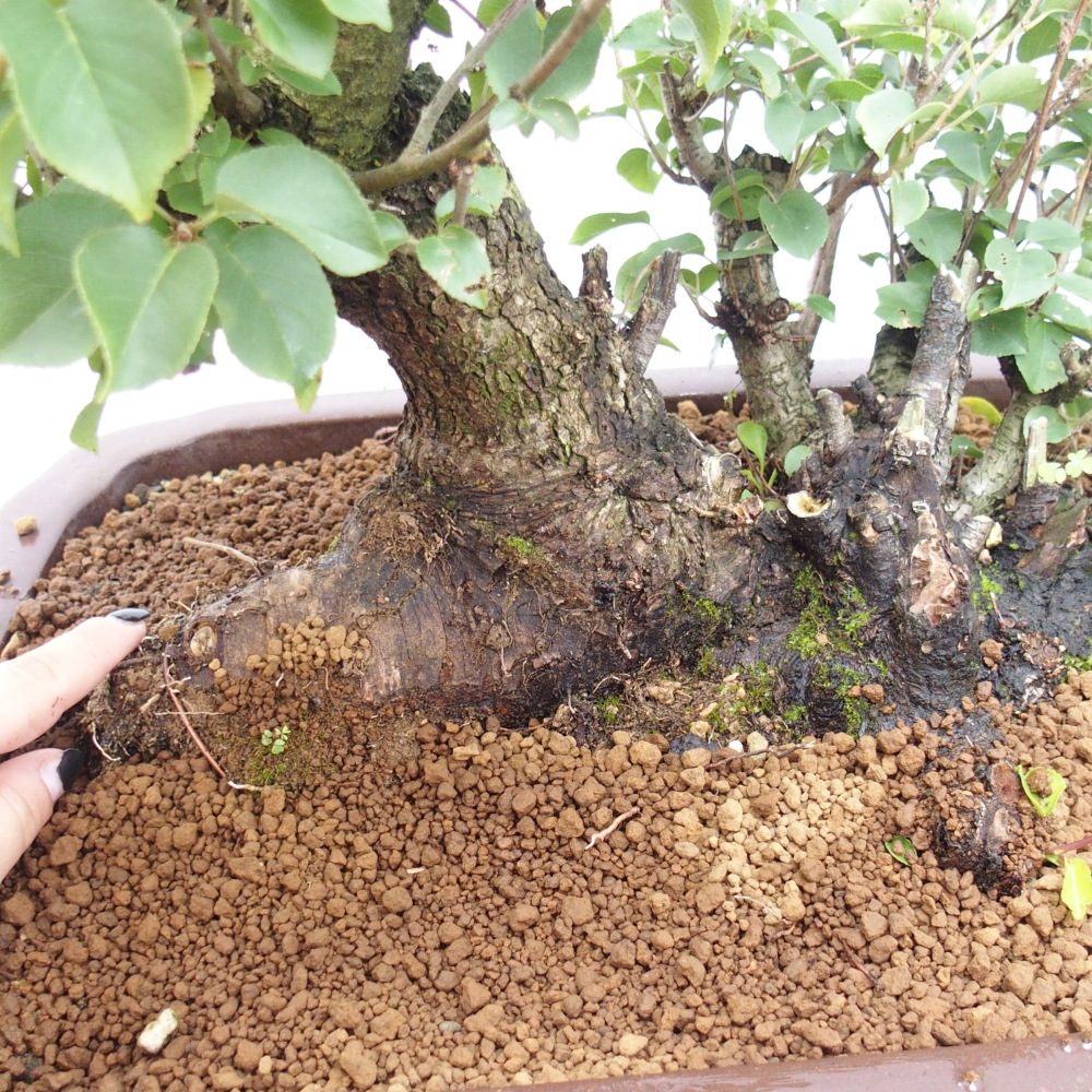 Vonkajšie bonsai - Mahalebka - Prunus mahalieb