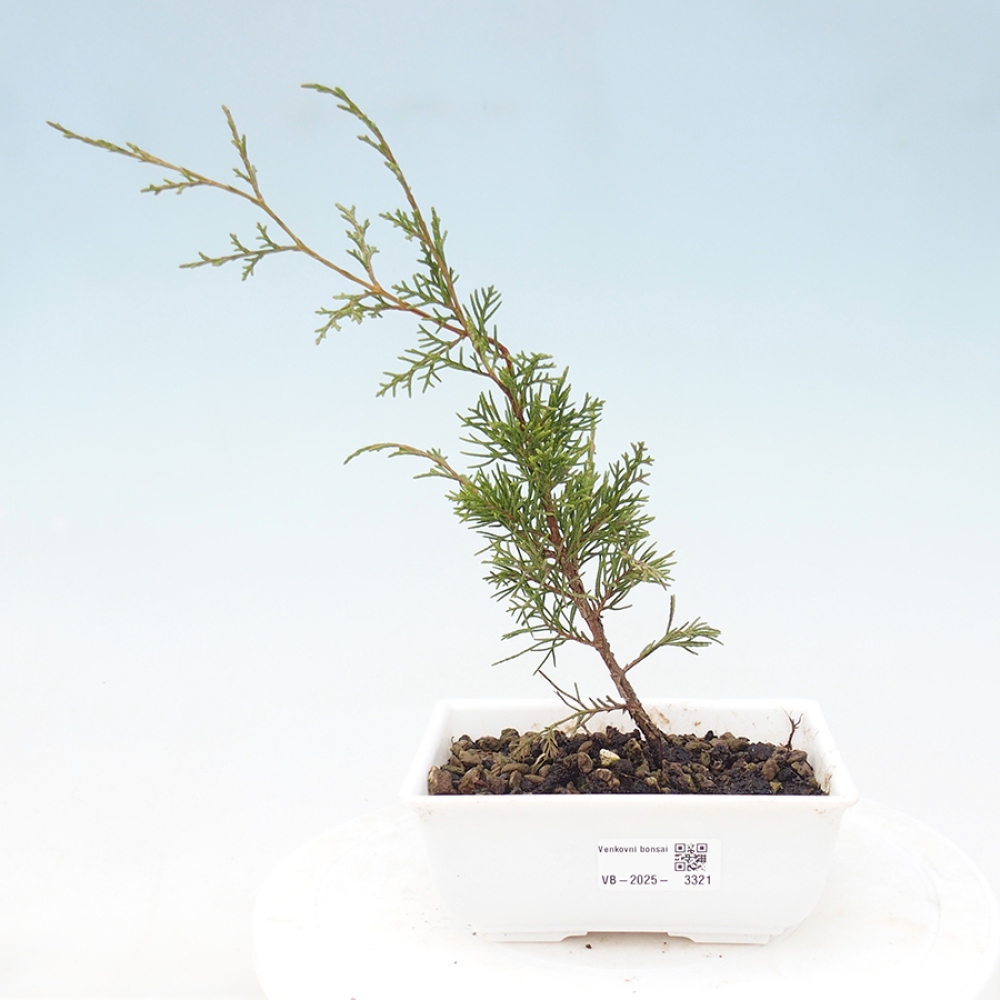 Vonkajší bonsai - Juniperus chinensis Itoigawa -Jalovec čínsky
