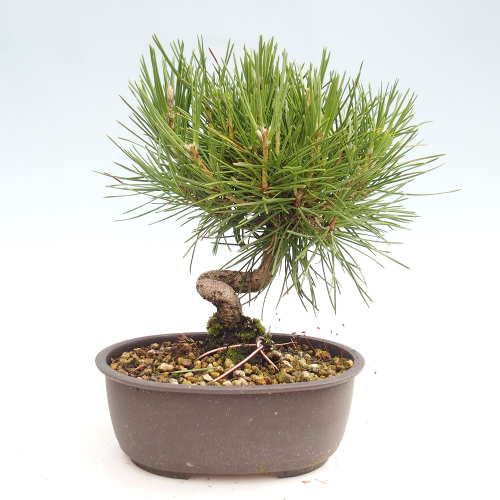 Vonkajší bonsai - Pinus thunbergii - Borovica thunbergova