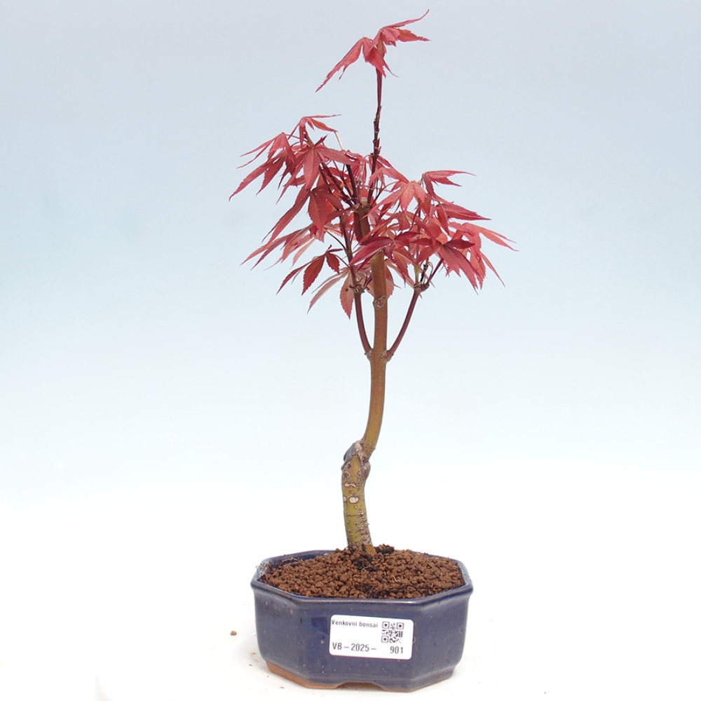 Vonkajší bonsai - Acer palm. Atropurpureum-Javor dlanitolistý