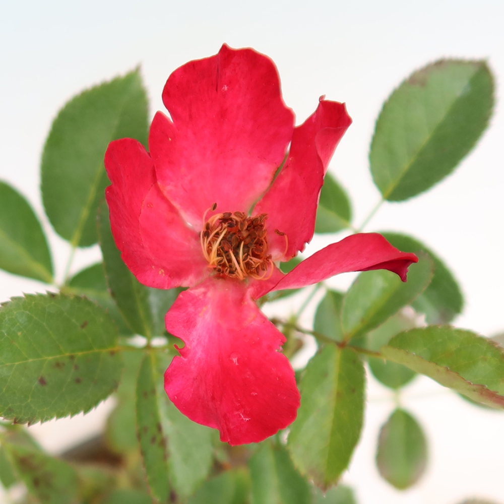 Vonkajšie bonsaje – Rosa Kordes – ruže