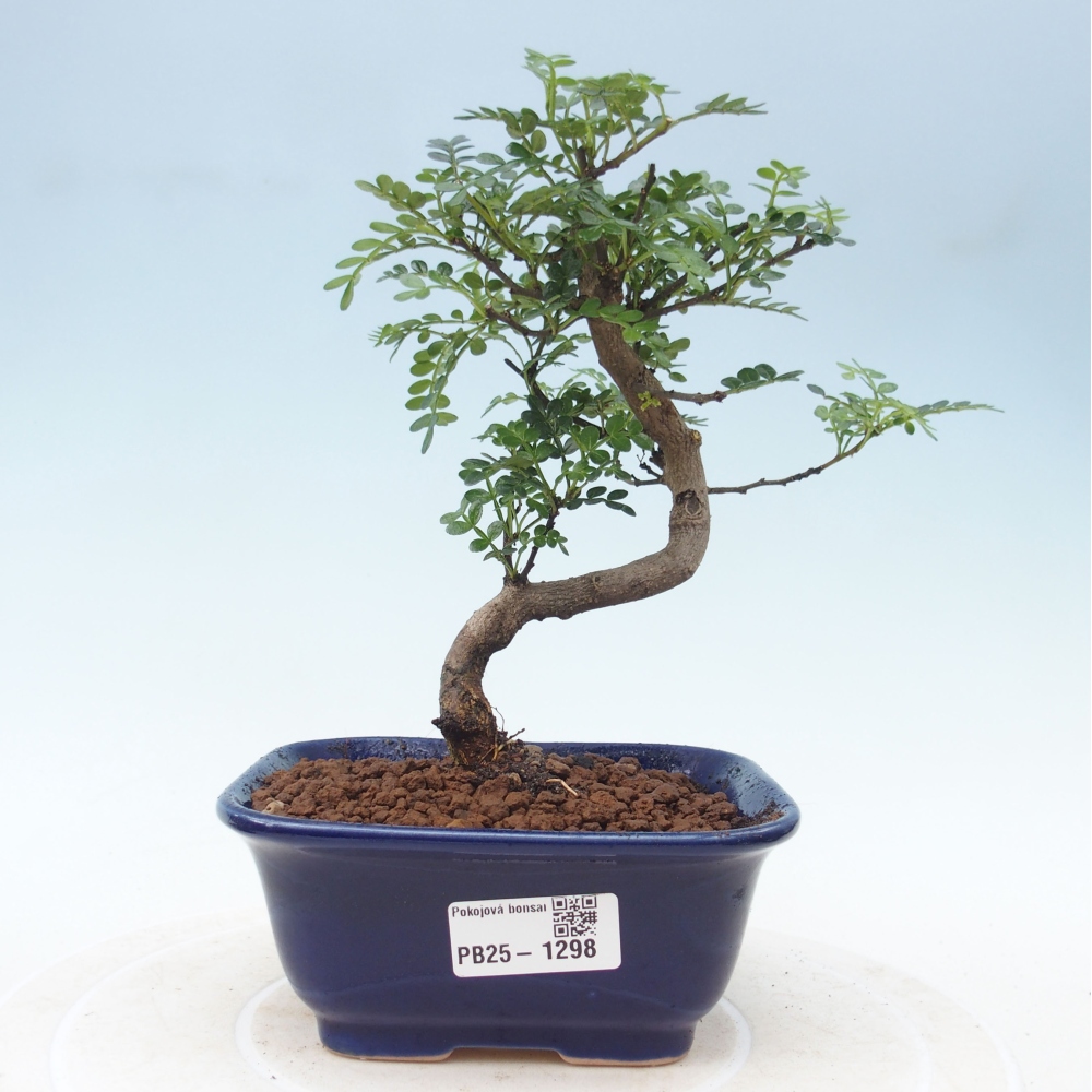 Izbová bonsai - Zantoxylum piperitum - piepor