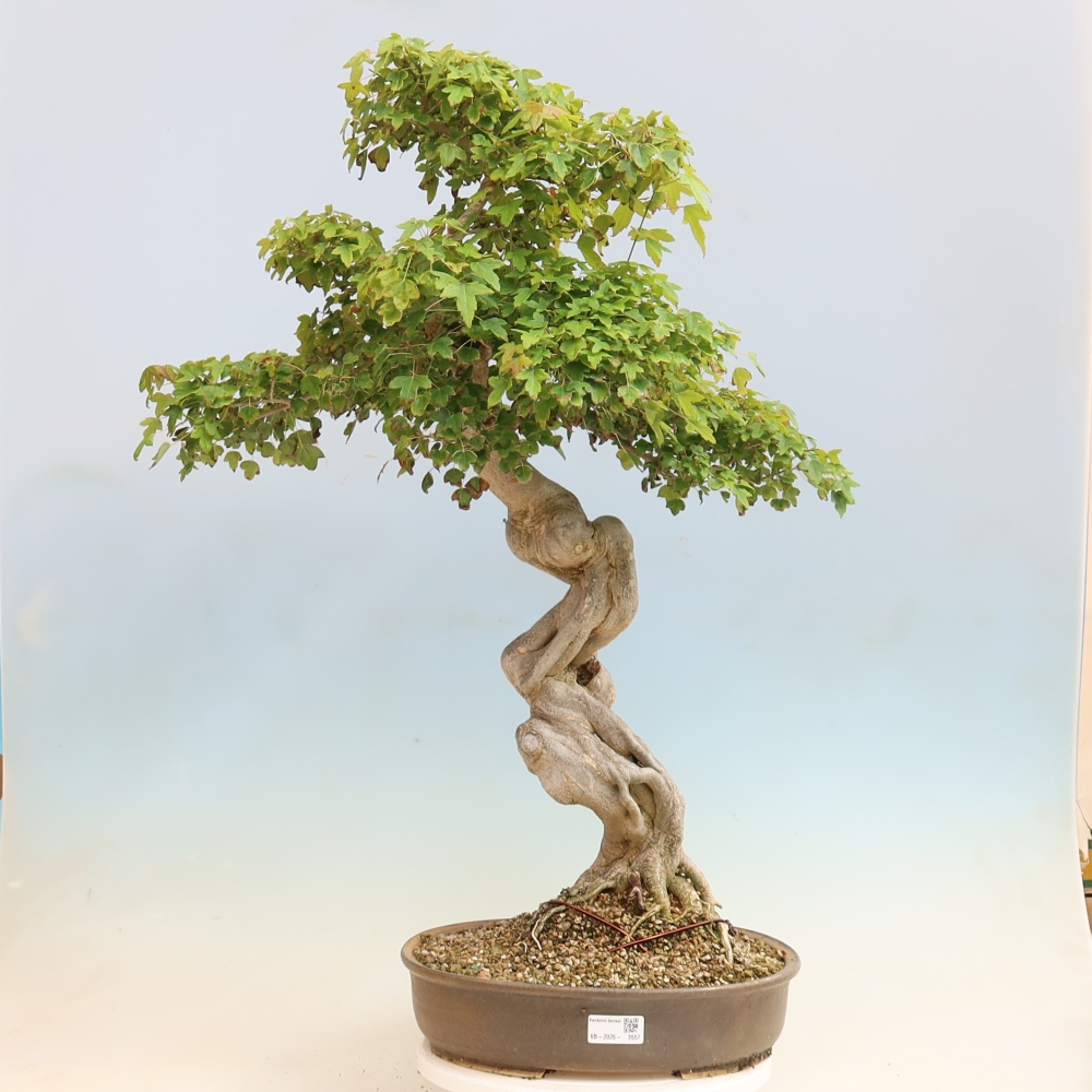 Vonkajšia bonsaj - Acer Buergerianum - Hamburgerový javor