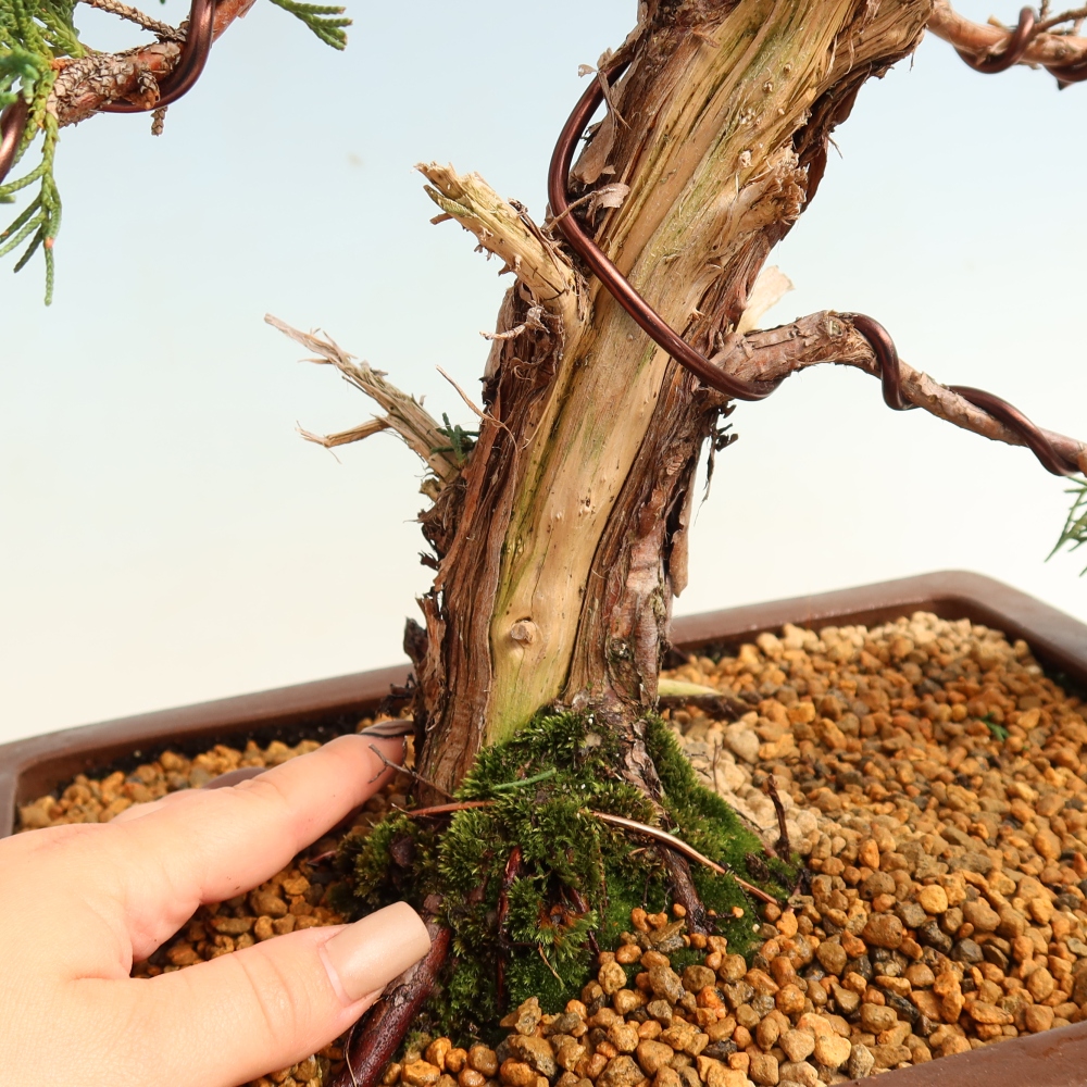 Vonkajší bonsaj - Juniperus chinensis Kishu